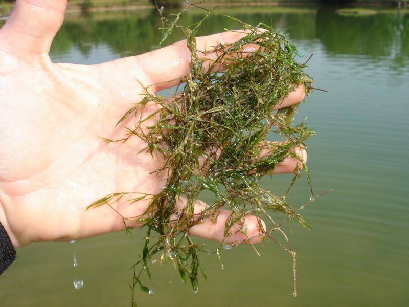 Southern Naiad Outdoor Alabama